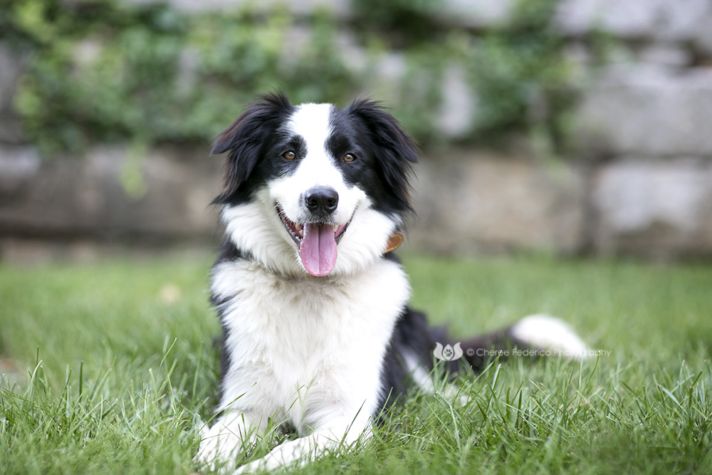 Cheree Federico Photography; Bowling Green KY Pet Photographer; Dog Photographer Bowling Green KY; Cheree Federico Photography Bowling Green KY; Australian Shepherd Bowling Green KY; Pet Photography