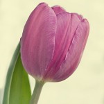 Amethyst Beauty Purple Tulip Fine Art Photography Bowling Green KY Cheree Federico Photography