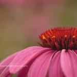 Bits of Gold Pink Coneflower Fine Art Photography Bowling Green KY Cheree Federico Photography