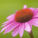 Fairy Dusted Coneflower Fine Art Macro Photography Bowling Green KY Cheree Federico Photography