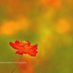 Orange Crush Flower Macro Fine Art Photography Bowling Green KY Cheree Federico Photography