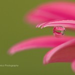 Reflections in Pink Gerbera Daisy Macro Water Drop Fine Art Photography Bowling Green KY Cheree Federico Photography