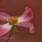 Spring Softness Pink Dogwood Spring Macro Fine Art Photography Bowling Green KY Cheree Federico Photography