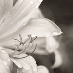 Touched by Rain Macro Lily Rain Fine Art Photography Bowling Green KY Cheree Federico Photography