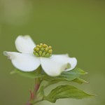 White Dogwood II Spring Flower Macro Fine Art Photography Bowling Green KY Cheree Federico Photography