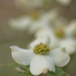 White Dogwood Spring Macro Flower Fine Art Photography Bowling Green KY Cheree Federico Photography