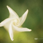 White Star Moon Flower Macro Fine Art Photography Bowling Green KY Cheree Federico Photography